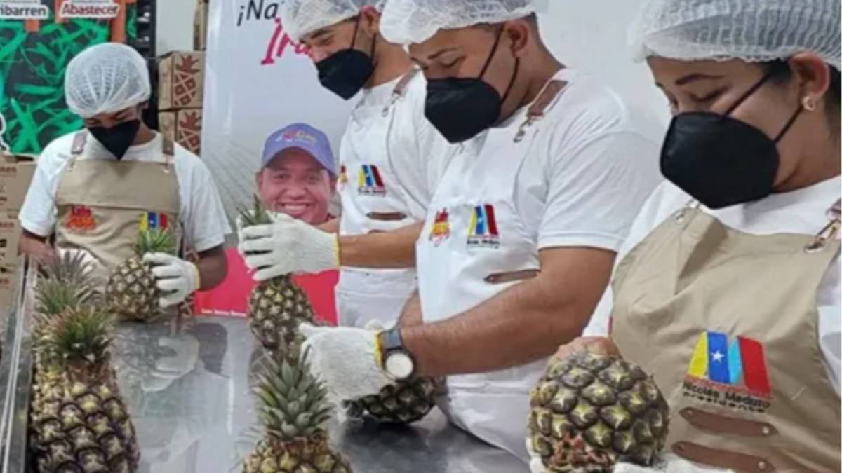Venezuela exporta piña guara a Barbados: para ser procesada en salsas y ...