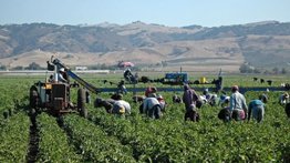 La página web donde puedes conseguir trabajos agrícolas legales en Estados Unidos