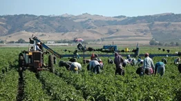 La página web donde puedes conseguir trabajos agrícolas legales en Estados Unidos