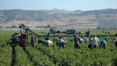 La página web donde puedes conseguir trabajos agrícolas legales en Estados Unidos