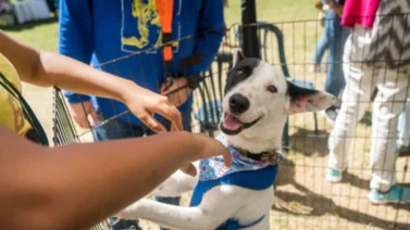 Activan jornada de atención veterinaria en Baruta este 24 de abril: servicios que ofrecen