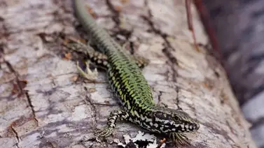 Niño provoca invasión de lagartijas europeas en Ohio: son resistentes a condiciones extremas Niño provoca invasión de lagartijas europeas en Ohio: son resistentes a condiciones extremas