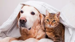 Nueva jornada de atención veterinaria gratuita en El Valle: también habrá desparasitación