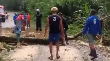 Árbol caído tranca el paso en la vía de Chuspa: autoridades y vecinos logran despejarla