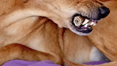 Niña muere tras ser atacada por perros: su niñera falleció mientras la cuidaba Niña muere tras ser atacada por perros: su niñera falleció mientras la cuidaba