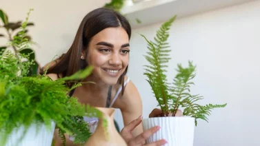 ¿Mosquitos en casa? Estas plantas los ahuyentarán sin dejar rastro