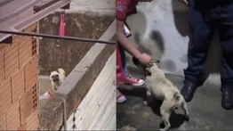 Rescatan a perro maltratado en una casa de Petare: su dueño se fue del país