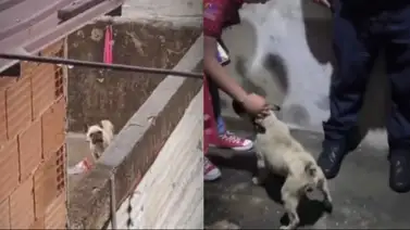 Rescatan a perro maltratado en una casa de Petare: su dueño se fue del país Rescatan a perro maltratado en una casa de Petare: su dueño se fue del país