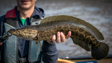 Peces invasores alertan las costas de Estados Unidos: autorizan caza masiva para salvar el ecosistema