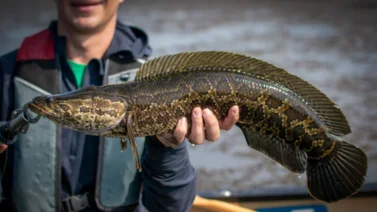 Peces invasores alertan las costas de Estados Unidos: autorizan caza masiva para salvar el ecosistema