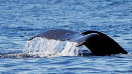 En video: captan a ballena sardinera cerca de la costa en La Guaira