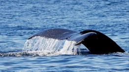 En video: captan a ballena sardinera cerca de la costa en La Guaira