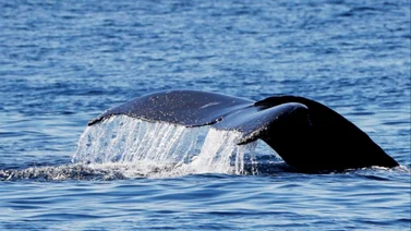 En video: captan a ballena sardinera cerca de la costa en La Guaira