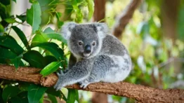 Francotiradores australianos sacrifican a más de 700 koalas: lo hicieron para que no sufrieran