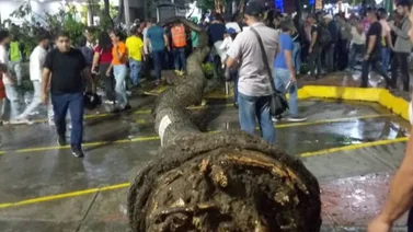 Reportan caída de un árbol de 15 metros en La Candelaria: hay dos personas heridas