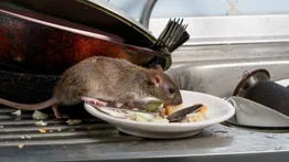 Clausuran tres restaurantes en Miami: autoridades encontraron ratas y cucarachas