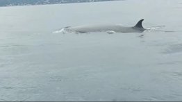 En video: reportan avistamiento de ballenas sardineras en La Guaira