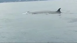 En video: reportan avistamiento de ballenas sardineras en La Guaira