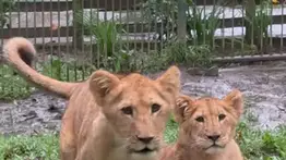 Semana Santa 2026: Instalan zona selfie para disfrutar de los leoncitos en Mérida