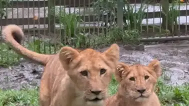 Semana Santa 2026: Instalan zona selfie para disfrutar de los leoncitos en Mérida Semana Santa 2026: Instalan zona selfie para disfrutar de los leoncitos en Mérida
