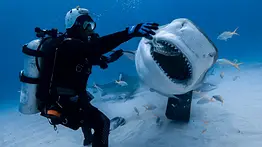 BAHAMAS TIBURONES