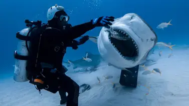 BAHAMAS TIBURONES BAHAMAS TIBURONES