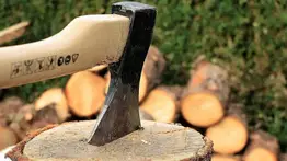 La tala de árboles "a lo loco" es penado: esto es lo que estipula la Ley