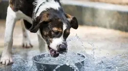 Alerta veterinaria: la ola de calor en la capital amenaza la salud de las mascotas 