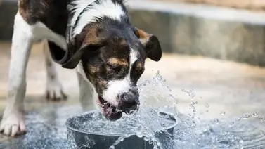 Alerta veterinaria: la ola de calor en la capital amenaza la salud de las mascotas Alerta veterinaria: la ola de calor en la capital amenaza la salud de las mascotas