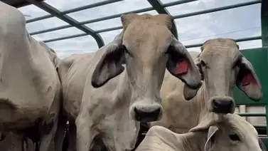 Más de 500 reses de alta genética llegarán a Venezuela: detalles de la importación Más de 500 reses de alta genética llegarán a Venezuela: detalles de la importación