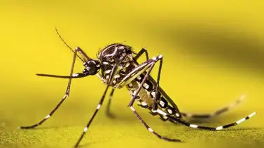 MPPS revela panorama epidemiológico: fiebre amarilla y malaria encabezan las estadísticas MPPS revela panorama epidemiológico: fiebre amarilla y malaria encabezan las estadísticas