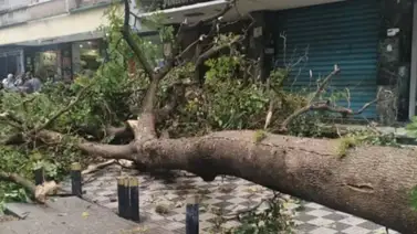 Balance de sectores afectados por las lluvias en Caracas: árboles caídos y anegaciones Balance de sectores afectados por las lluvias en Caracas: árboles caídos y anegaciones