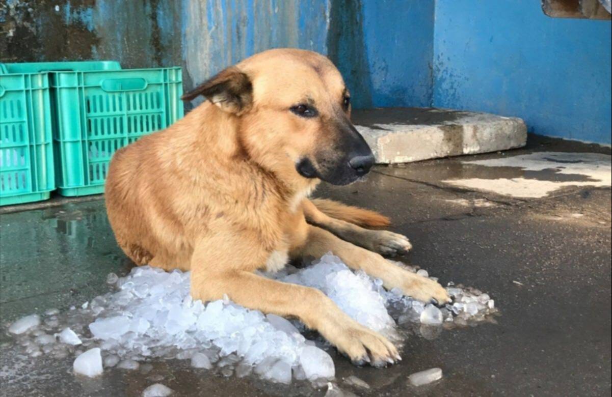 Alerta veterinaria: la ola de calor en la capital amenaza la salud de las mascotas Alerta veterinaria: la ola de calor en la capital amenaza la salud de las mascotas
