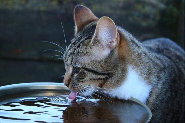 Alerta veterinaria: la ola de calor en la capital amenaza la salud de las mascotas Alerta veterinaria: la ola de calor en la capital amenaza la salud de las mascotas