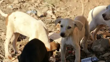 Crueldad animal en Monagas: exigen justicia por envenenamiento de un centenar de mascotas Crueldad animal en Monagas: exigen justicia por envenenamiento de un centenar de mascotas