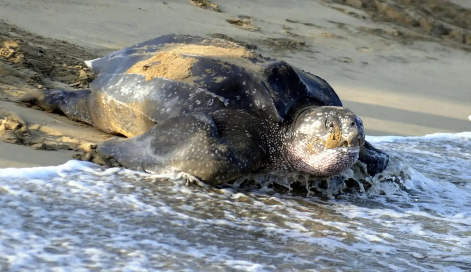 Autoridades reportan anidación de la tortuga marina más grande del mundo en Venezuela: sepa más