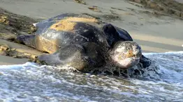 Autoridades reportan anidación de la tortuga marina más grande del mundo en Venezuela: sepa más