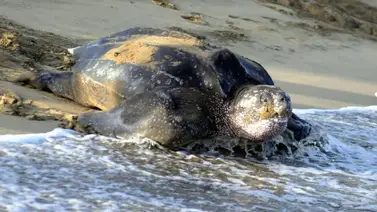 Autoridades reportan anidación de la tortuga marina más grande del mundo en Venezuela: sepa más Autoridades reportan anidación de la tortuga marina más grande del mundo en Venezuela: sepa más