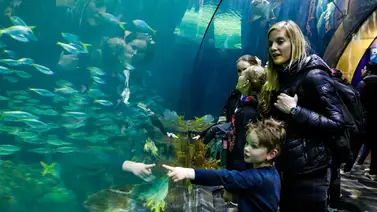 Museos gratis en Chicago abril 2026: calendario del Shedd Aquarium, Art Institute y más Museos gratis en Chicago abril 2026: calendario del Shedd Aquarium, Art Institute y más