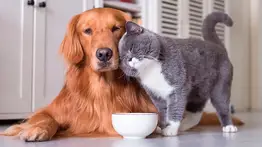 El costo de tener un perro o un gato en EEUU: precios que debes conocer