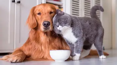 El costo de tener un perro o un gato en EEUU: precios que debes conocer El costo de tener un perro o un gato en EEUU: precios que debes conocer