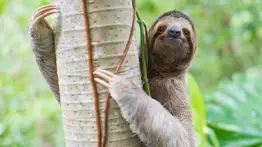 Tragedia en Sloth World: decenas de perezosos mueren en un almacén de Florida por esta razón