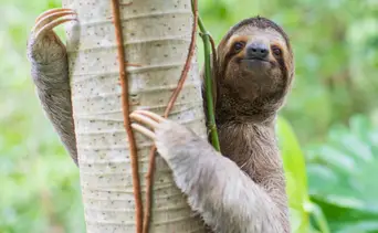 Tragedia en Sloth World: decenas de perezosos mueren en un almacén de Florida por esta razón