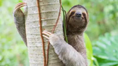 Tragedia en Sloth World: decenas de perezosos mueren en un almacén de Florida por esta razón Tragedia en Sloth World: decenas de perezosos mueren en un almacén de Florida por esta razón