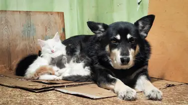 Red de apoyo para mascotas en Caracas: sepa a dónde acudir en casos de abandono Red de apoyo para mascotas en Caracas: sepa a dónde acudir en casos de abandono