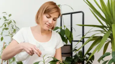 Este es el económico aliado blanco de la botánica doméstica: pilar del mantenimiento de tus plantas Este es el económico aliado blanco de la botánica doméstica: pilar del mantenimiento de tus plantas
