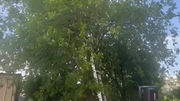 Se escondió por horas en un árbol para no ser arrestado por agentes del ICE en Texas