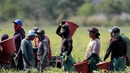California: así puede impactar en la economía local la falta de trabajadores inmigrantes en el campo