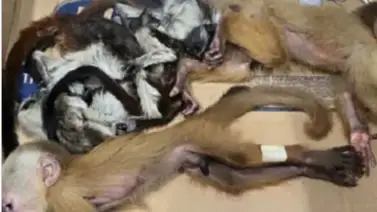 Capturan a pareja que intentó sacar monos bebés sedados de Medellín: los llevaban ocultos en sus partes íntimas Capturan a pareja que intentó sacar monos bebés sedados de Medellín: los llevaban ocultos en sus partes íntimas