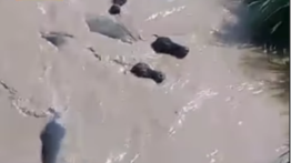 Fuertes lluvias causan inundaciones en Cojedes: reportan pérdidas de animales
